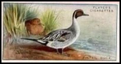 6 Pintail Duck
